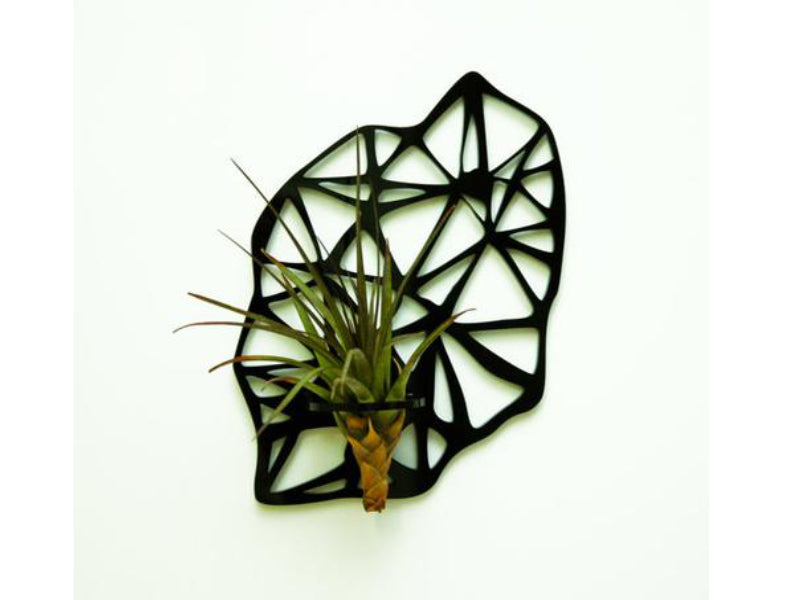 Air Plant Holder